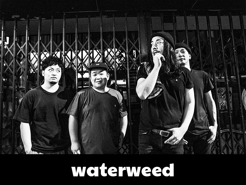 waterweed
